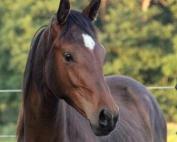 horse Stute von Cascadello I / Cayetano L (Westphalian, 2023, from Cascadello)