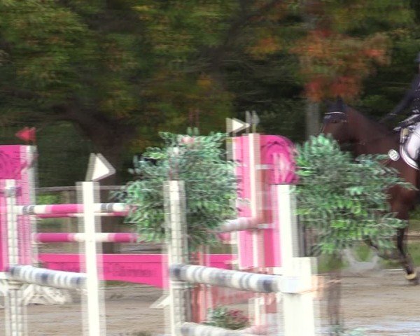 Reitturnier Springe 2024