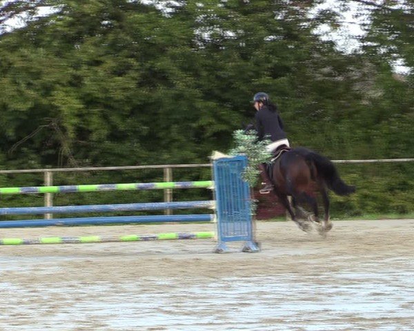 Reitturnier Springe 2024