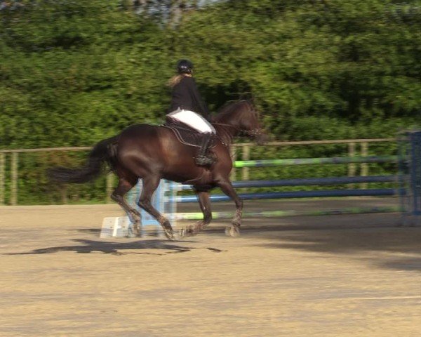 Reitturnier Springe 2024