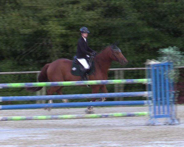 Reitturnier Springe 2024
