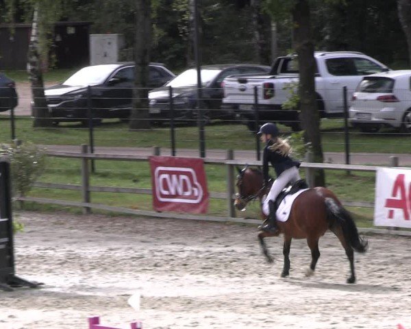 Reitturnier Westergellersen 2024