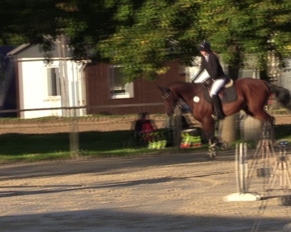 Reitturnier Springe 2024