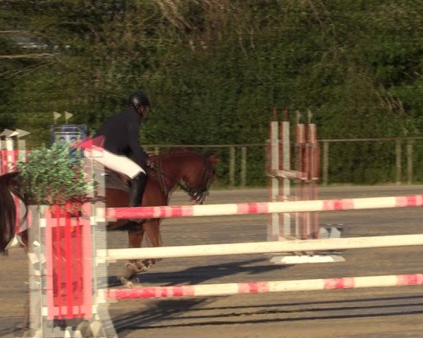Reitturnier Springe 2024