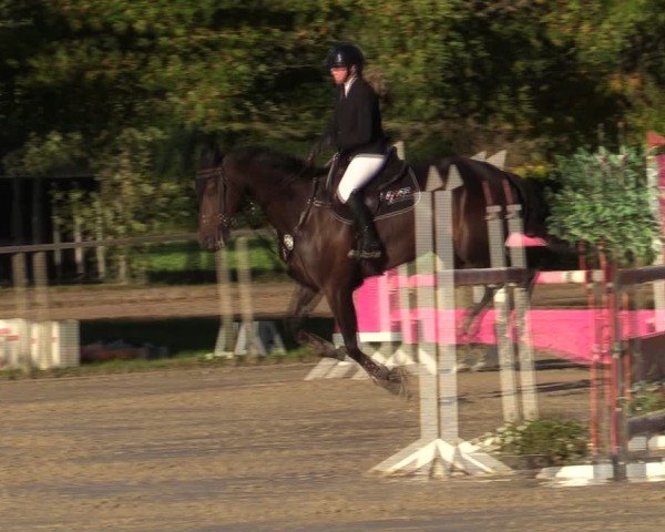 Reitturnier Springe 2024