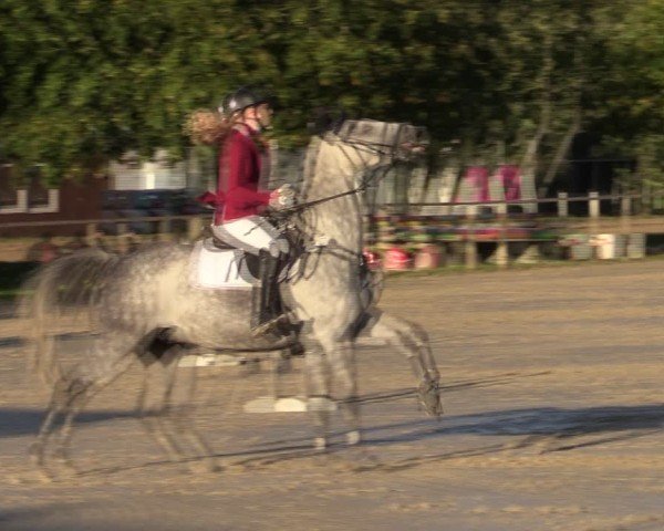 Reitturnier Springe 2024
