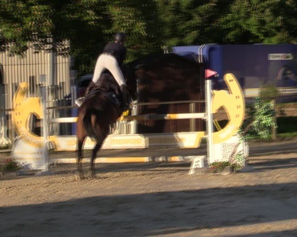 Reitturnier Springe 2024