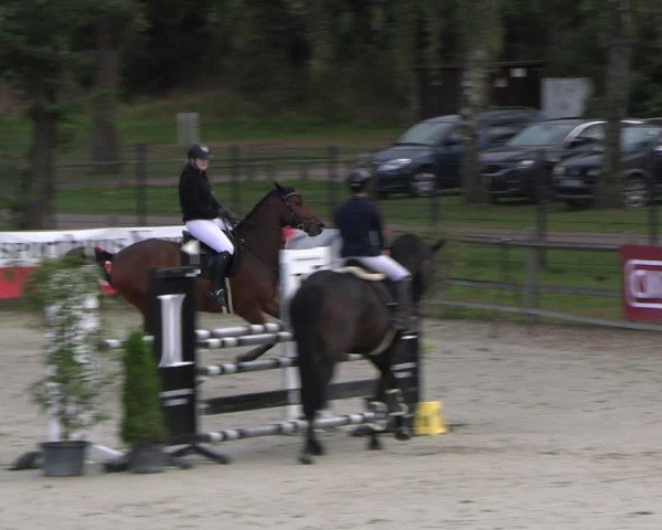 Reitturnier Westergellersen 2024