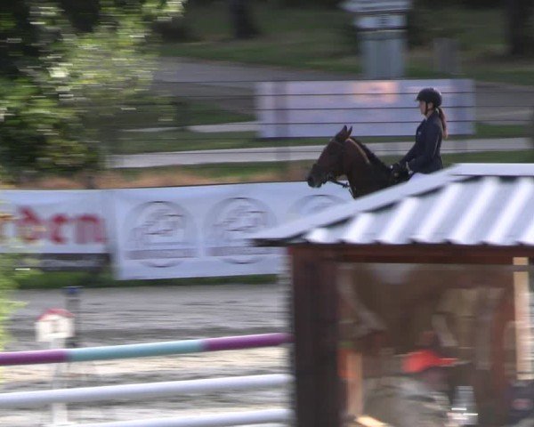 Reitturnier Westergellersen 2024