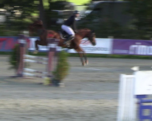 Reitturnier Westergellersen 2024