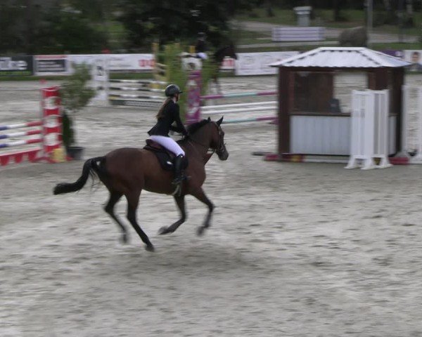 Reitturnier Westergellersen 2024