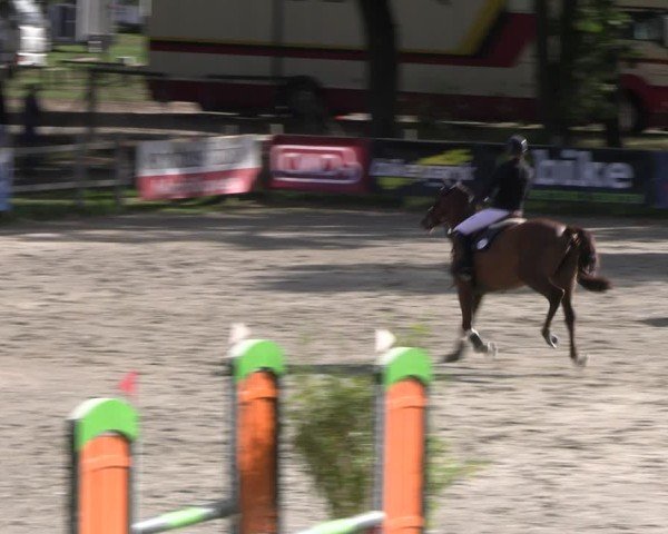 Reitturnier Westergellersen 2024
