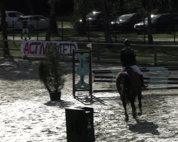 Reitturnier Westergellersen 2024