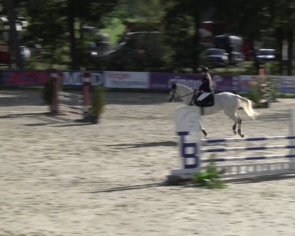 Reitturnier Westergellersen 2024