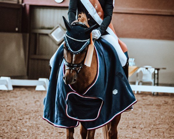 dressage horse Don Peppino 5 (German Riding Pony, 2010, from Don Davidoff 5)