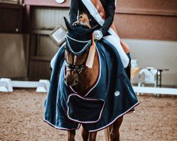 dressage horse Don Peppino 5 (German Riding Pony, 2010, from Don Davidoff 5)