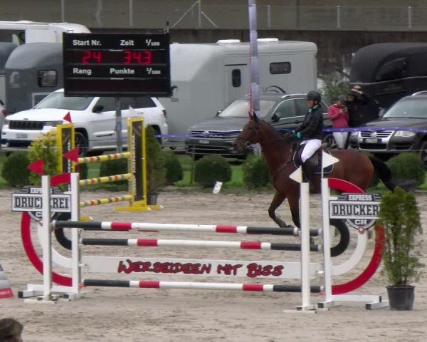 Reitturnier Basel 2024