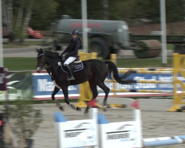 Reitturnier Westergellersen 2024