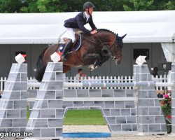 stallion Boris van het Kluizebos (Belgian Warmblood, 2001, from Heartbreaker)
