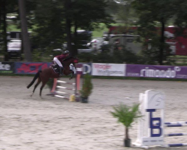 Reitturnier Westergellersen 2024