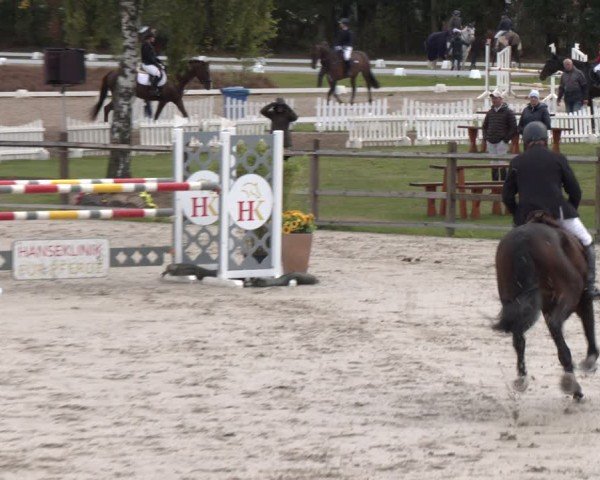 Reitturnier Westergellersen 2024