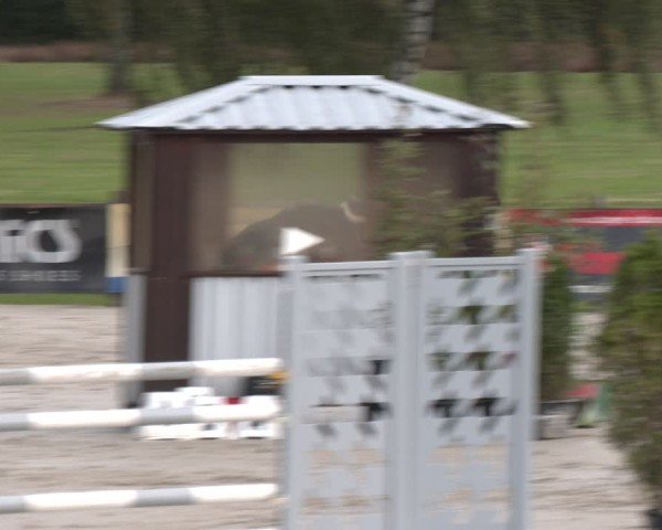 Reitturnier Westergellersen 2024