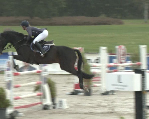 Reitturnier Westergellersen 2024