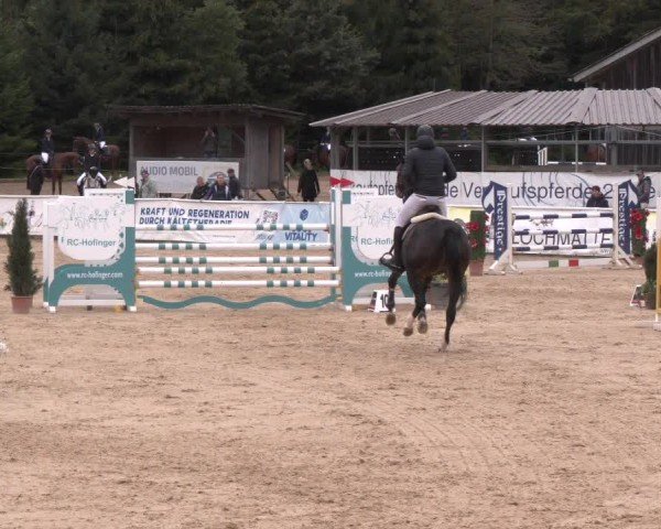 Reitturnier Ranshofen - Braunau am Inn 2024