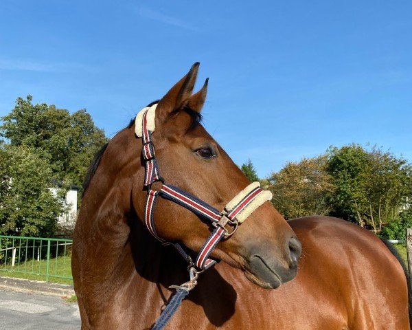 dressage horse Bella Donna 12 (Hanoverian, 2018, from Belissimo NRW)