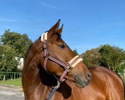 dressage horse Bella Donna 12 (Hanoverian, 2018, from Belissimo NRW)