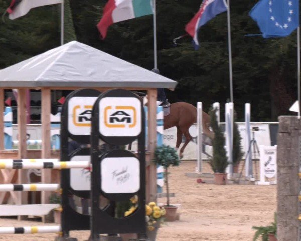 Reitturnier Ranshofen - Braunau am Inn 2024