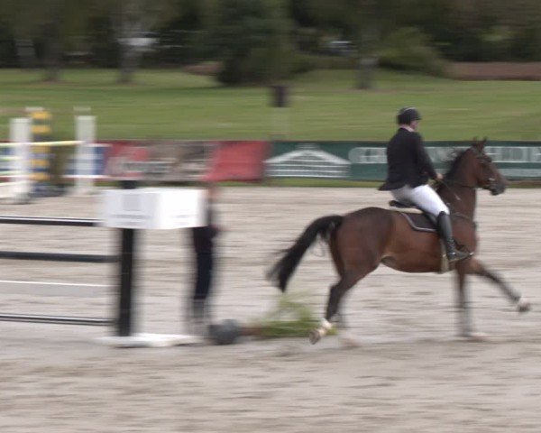 Reitturnier Westergellersen 2024