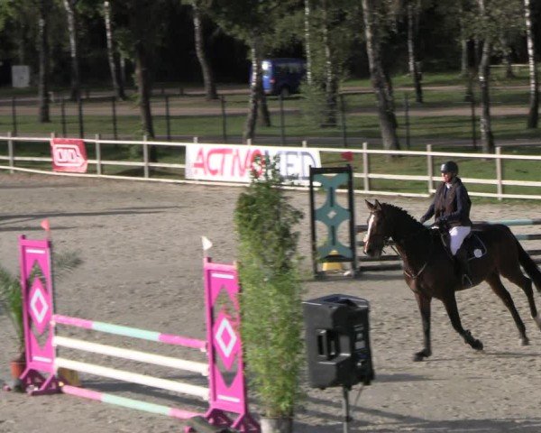 Reitturnier Westergellersen 2024