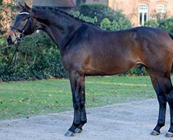 Springpferd Verado M (Hannoveraner, 2012, von Vulkano FRH)