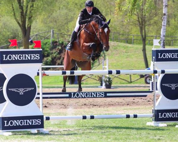 stallion Jackson de Regor (Belgian Warmblood, 2009, from Vagabond de la Pomme)