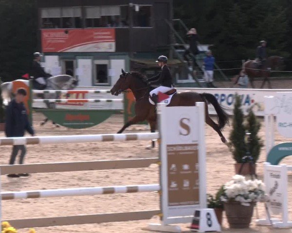 Reitturnier Ranshofen - Braunau am Inn 2024