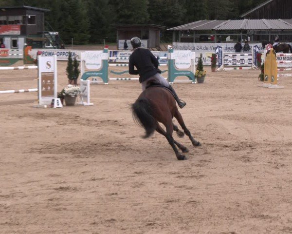 Reitturnier Ranshofen - Braunau am Inn 2024