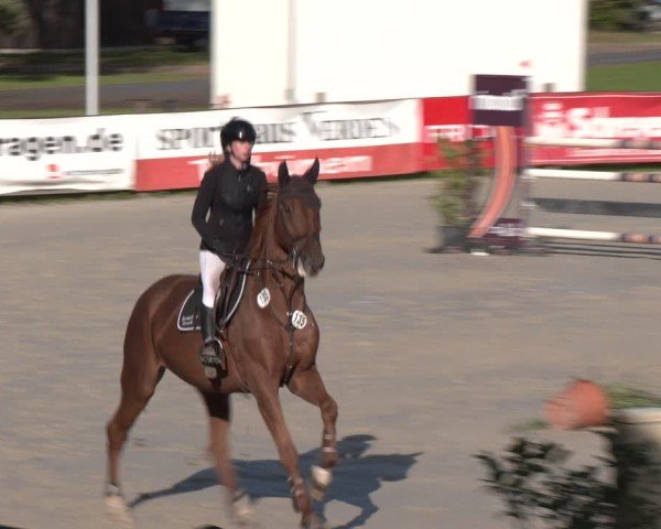 Reitturnier Westergellersen 2024