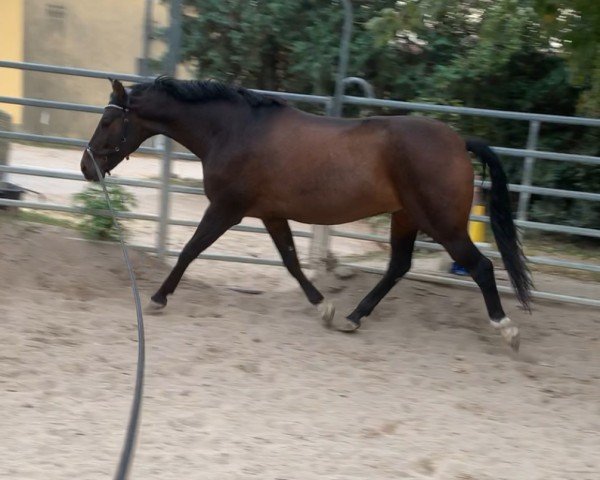 horse Vivaldi (Hanoverian, 2016, from Le Vivaldi)