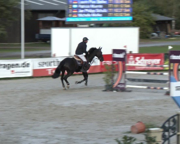 Reitturnier Westergellersen 2024