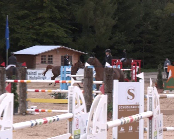Reitturnier Ranshofen - Braunau am Inn 2024