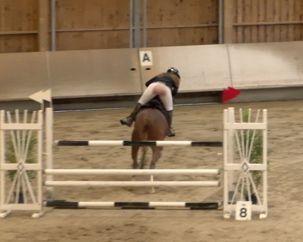 Reitturnier Winterthur 2024