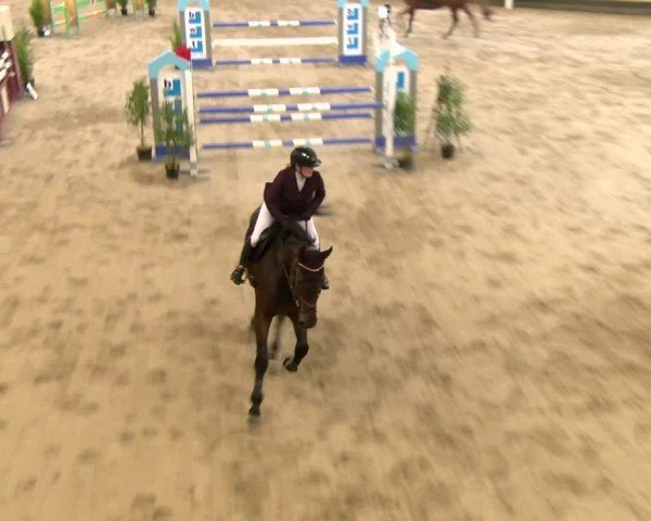 Reitturnier Winterthur 2024