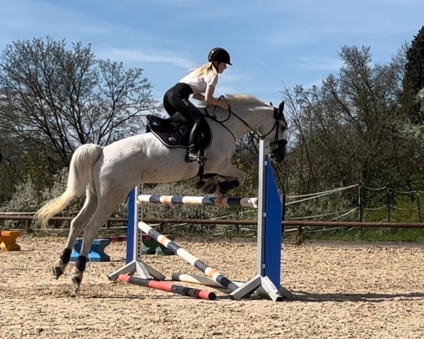 jumper Alma 88 (German Sport Horse, 2006, from Almoretto) jumper Alma 88 (German Sport Horse, 2006, from Almoretto)