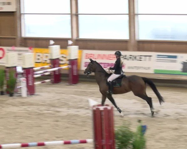 Reitturnier Winterthur 2024