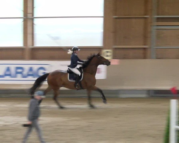 Reitturnier Winterthur 2024