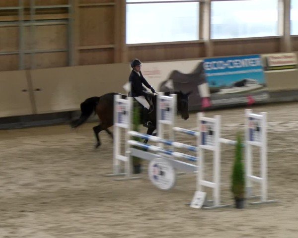 Reitturnier Winterthur 2024