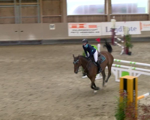 Reitturnier Winterthur 2024
