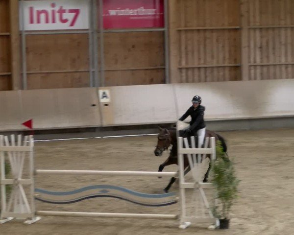 Reitturnier Winterthur 2024