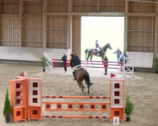 Reitturnier Winterthur 2024